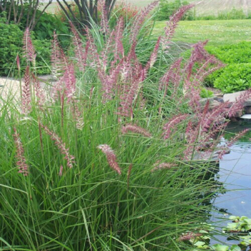 Oriental Fountain Grass 'Karley Rose'